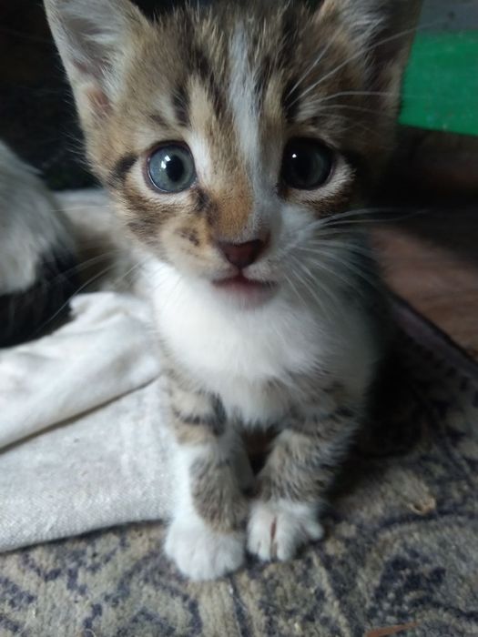 Кошеня хлопчик шукає родину
