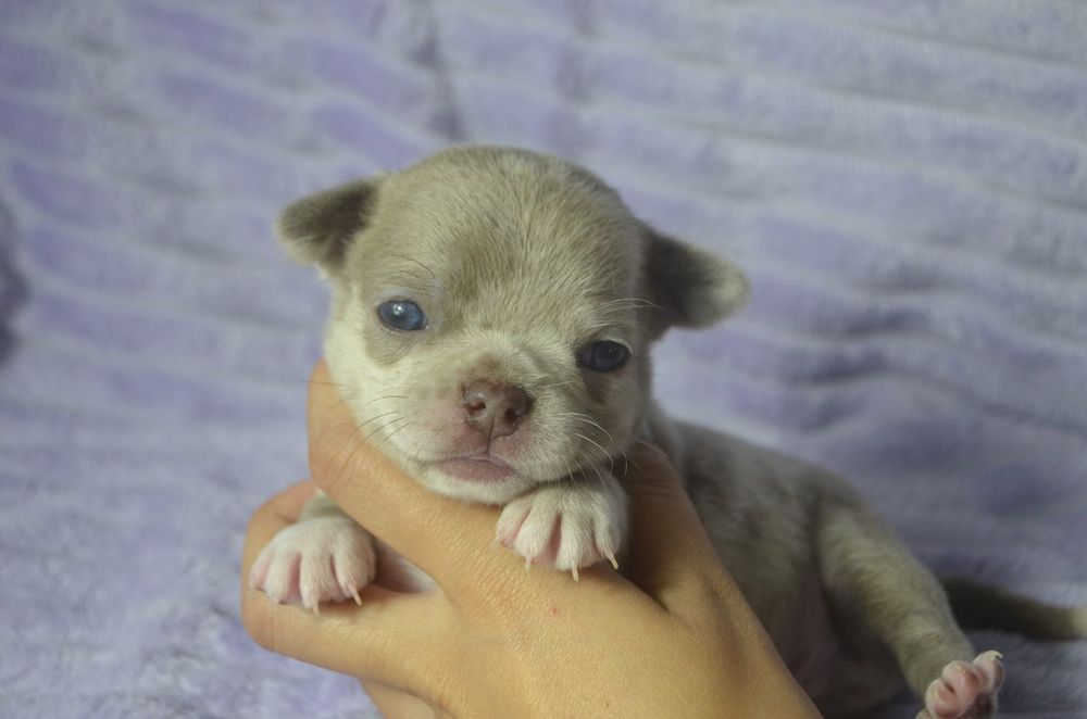 chihuahua lilac merle