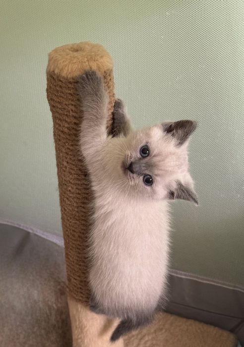 Котики шотландські висловухі