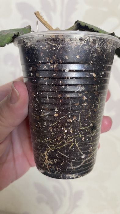 Хойя Undulata long leaves