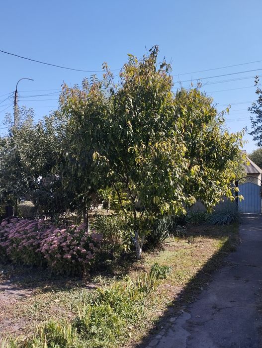 Будинок, дім у  м.Сміла