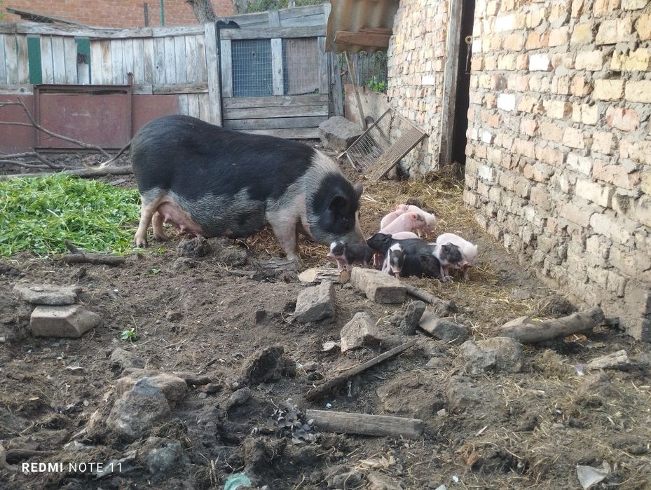 В'єтнамські свині