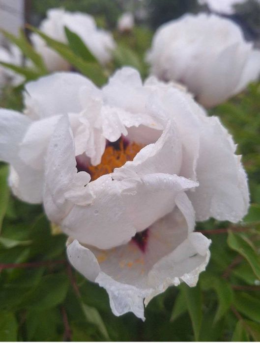 Різновид півоній