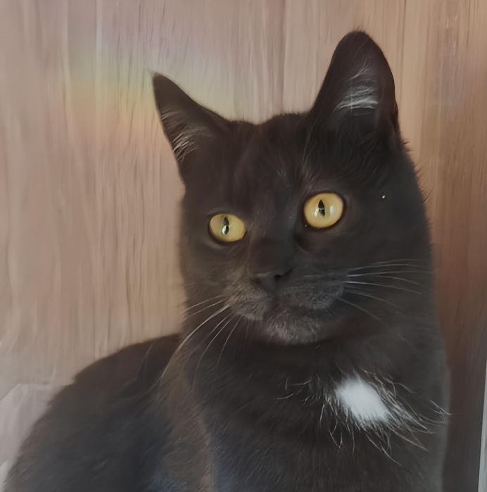 Лаура шукає свою люблячу маму!