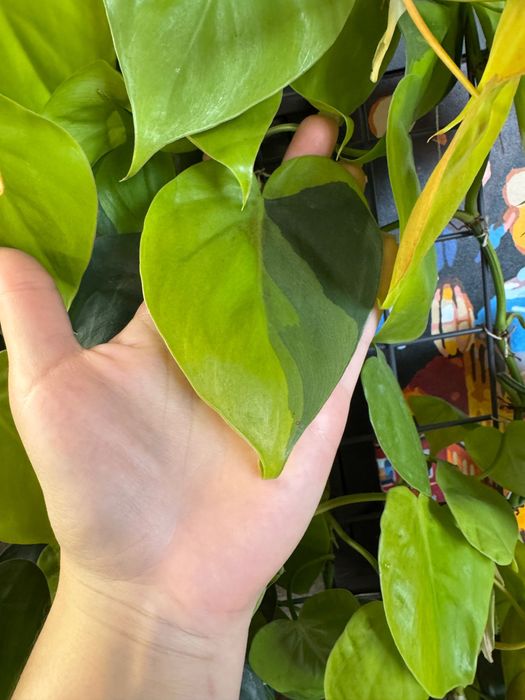 Філодендрон бразіл / міканс / сканденс грін