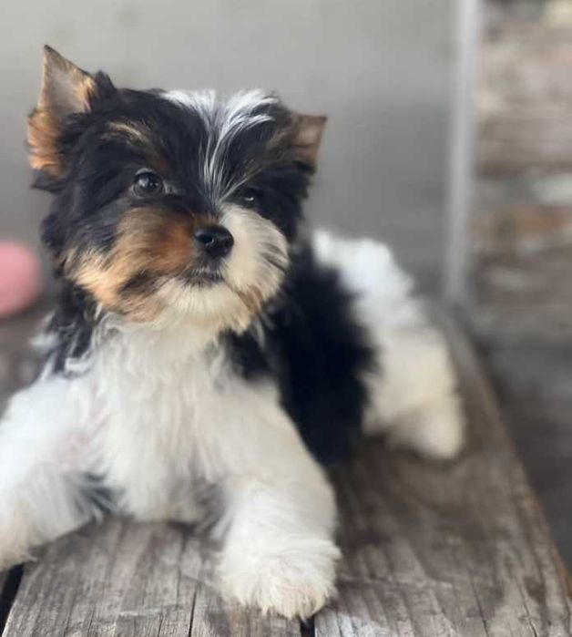 Бивер-йорк з високопородними екстер'єрними якостями