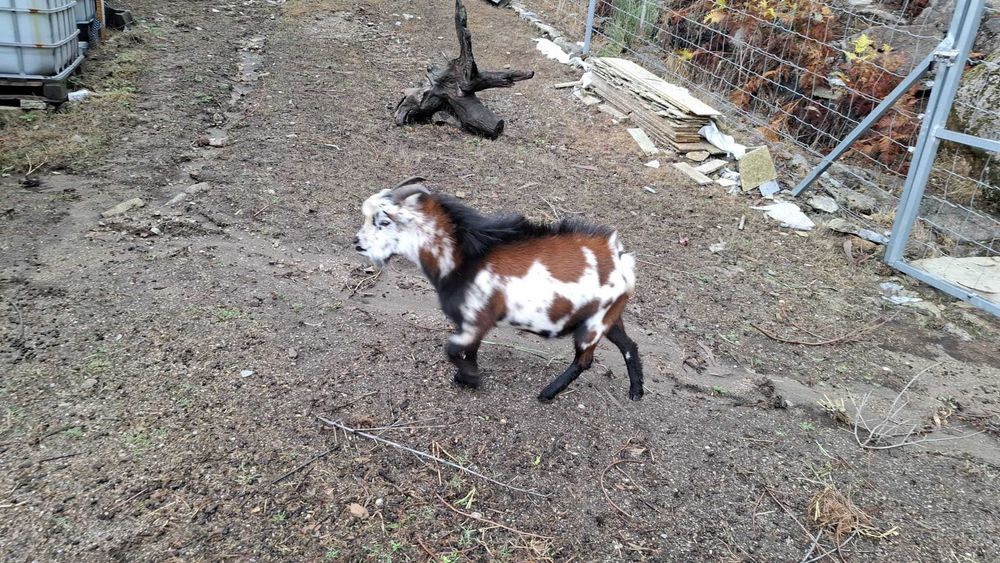 Vendo  cabrito anão
