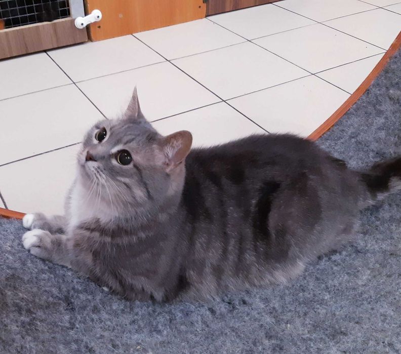 Кошечка Гайка Ищет дом