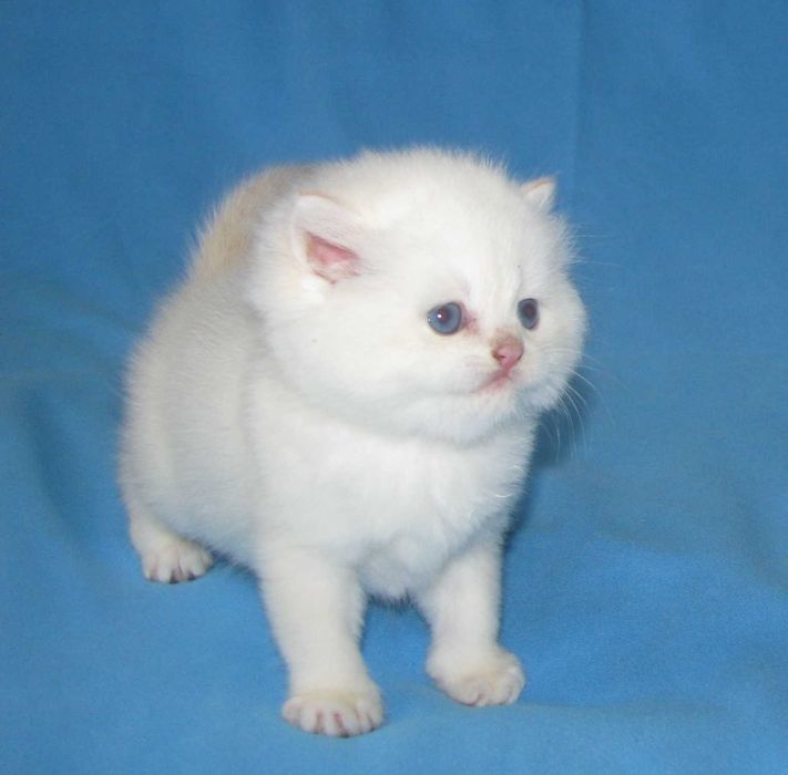 Котик золота шиншила пойнт