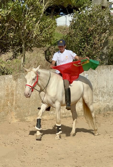 Perfectly  Horse 6 years old.   Cavalo Isabel