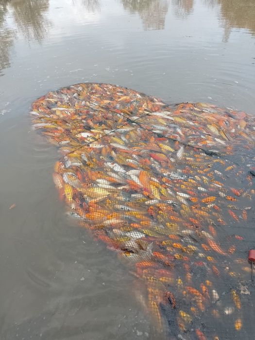 Sandacz pstrąg stawowy karp koi