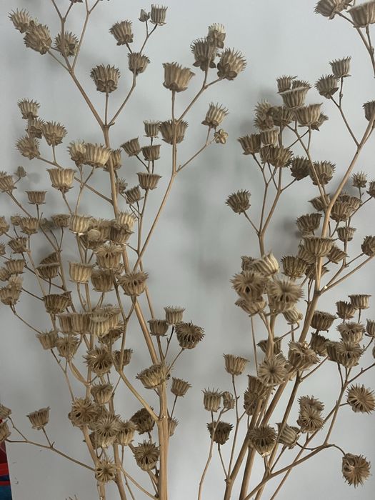 Сухоцвіти Канатник