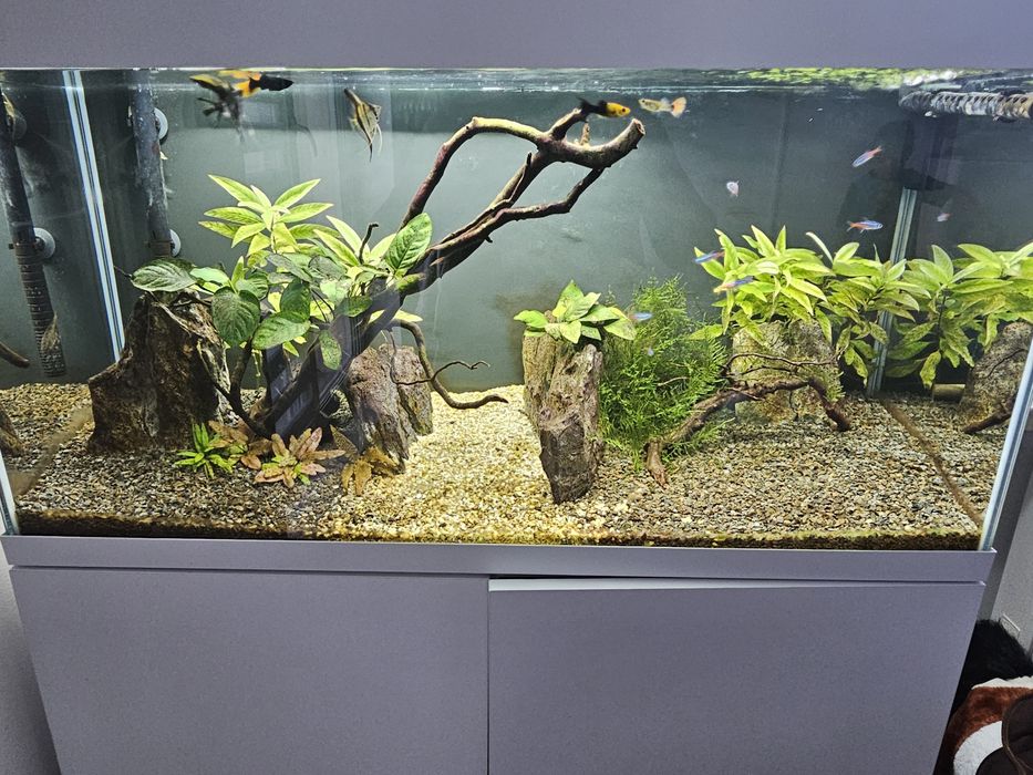 Akwarium 200l optiset 2.0 z osprzętem i życiem