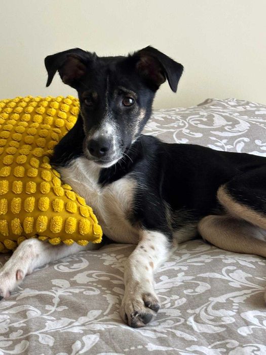 Cadela 6 meses para adoção responsável
