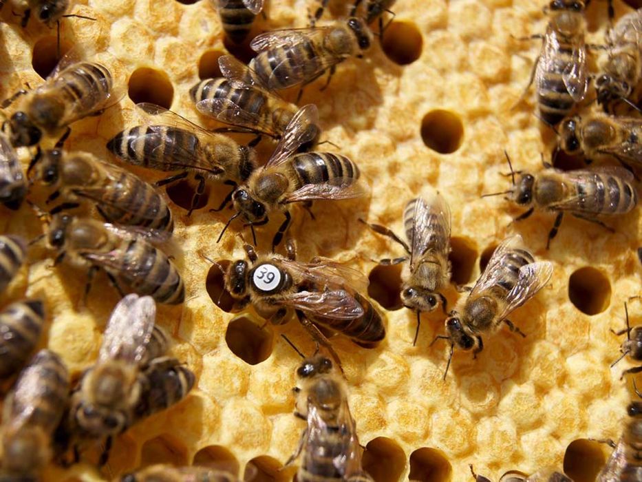 Пчеломатки  Карника