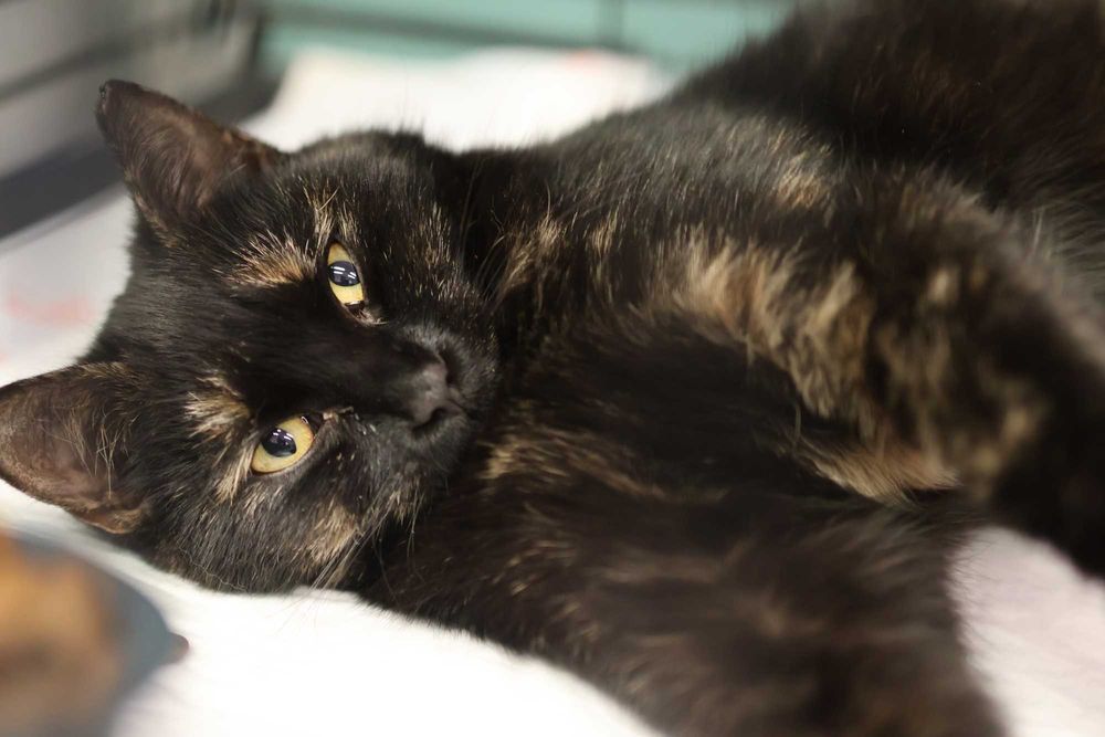 Ośmiomiesięczna, przemiziasta koteczka