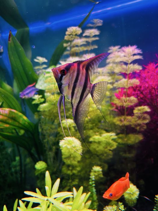 1 escalar, 1 kribensis