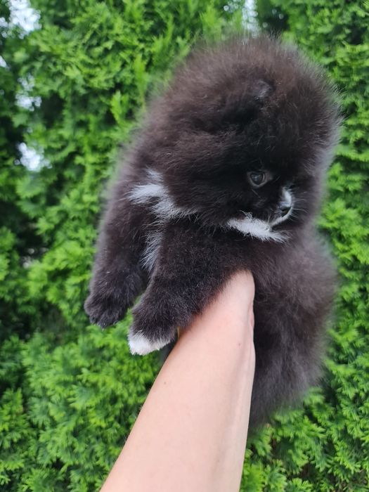 Szpic Miniaturowy