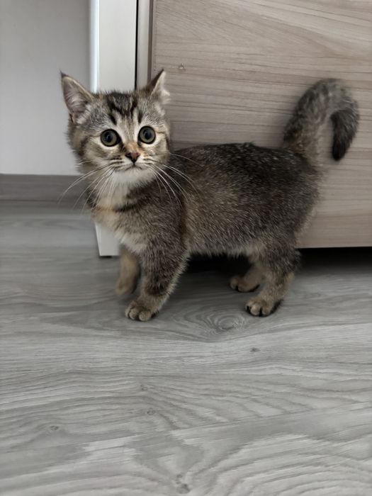 Kotka brytyjska szuka nowego domu