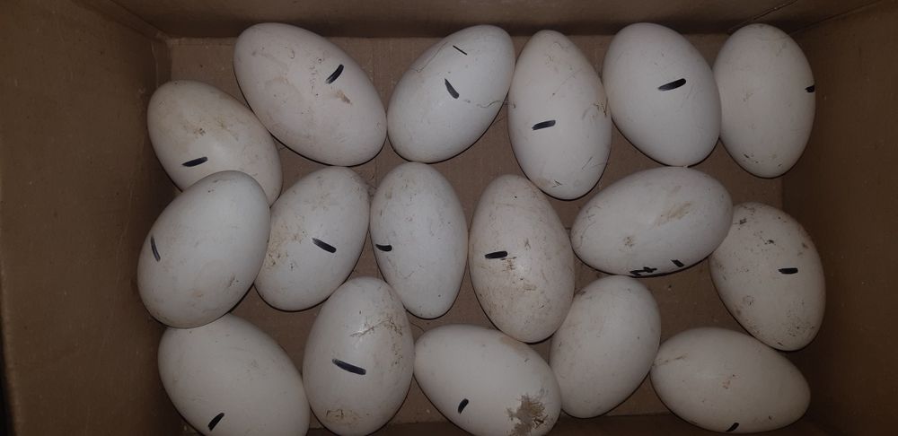 Інкубаційні яйця гусей