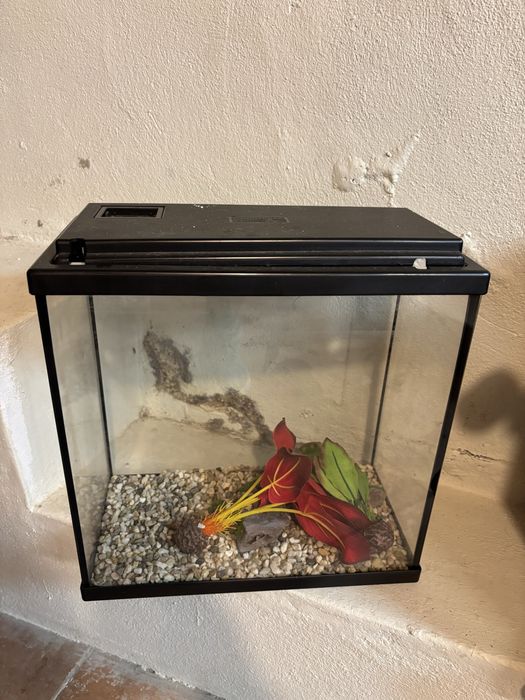 Aquario com filtro funcional