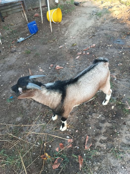 Cabrito para venda com 5 meses.