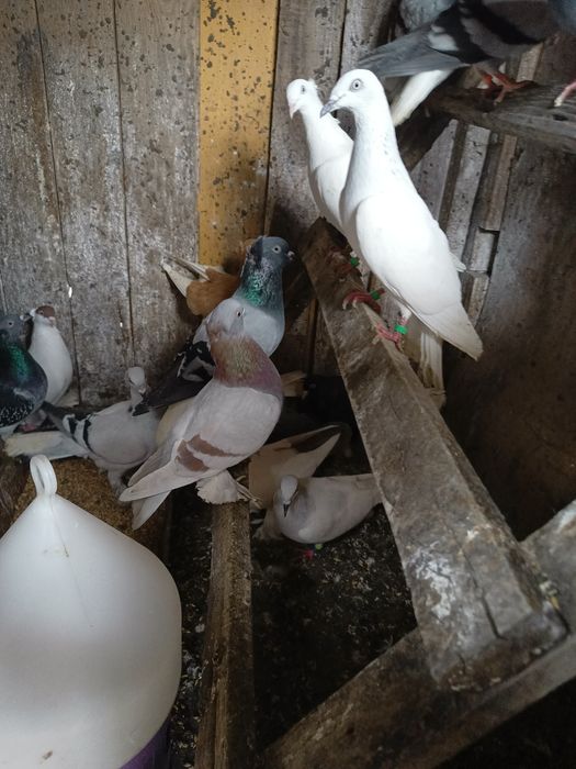 Gołębie ozdobne gołębie