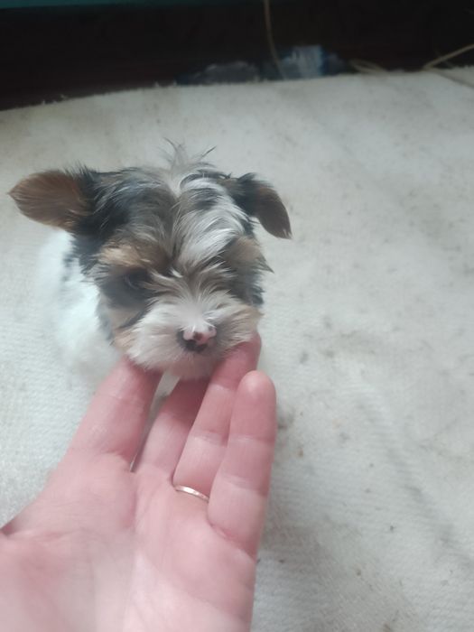 Бівер йорк  красуня