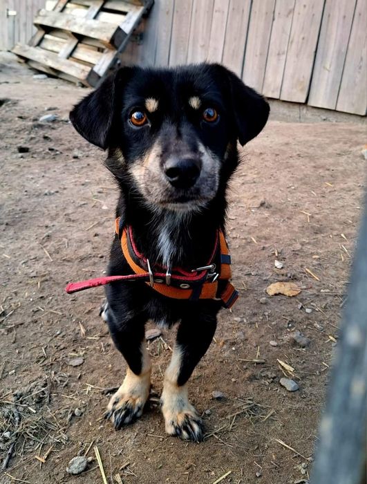 Kocyk super pies do adopcji!