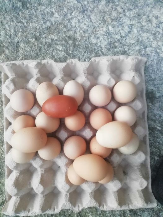 ovos caseiros negociável
