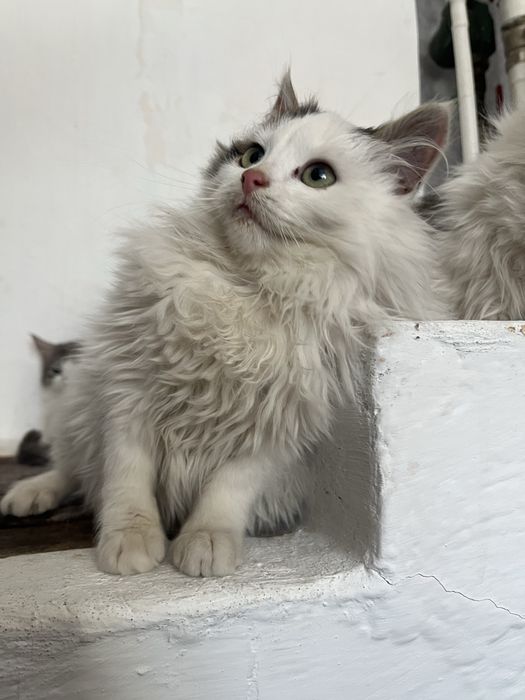 котенята в добрі руки