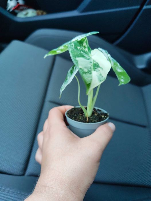 Alocasia Frydek Variegata