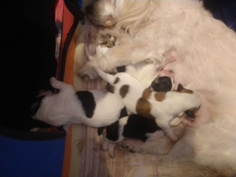 Psy oddam za darmo maltańczyk