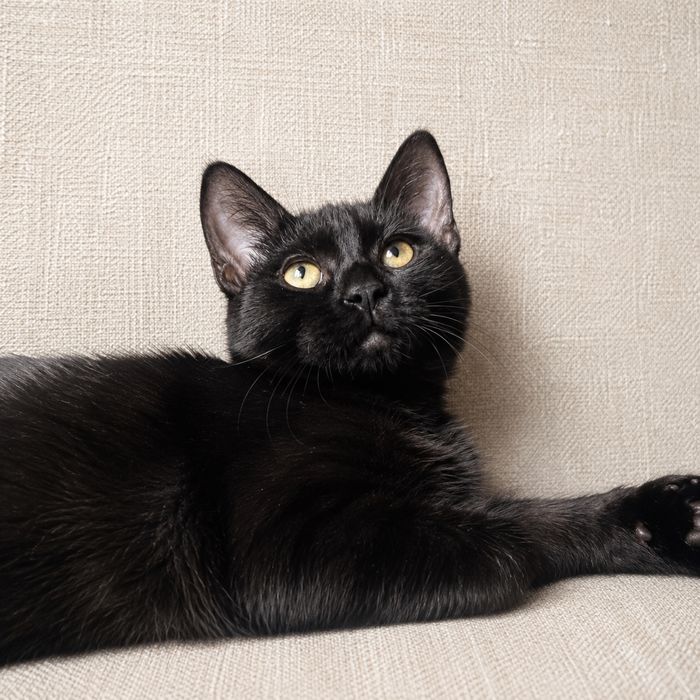 Кошеня, киця, кішка