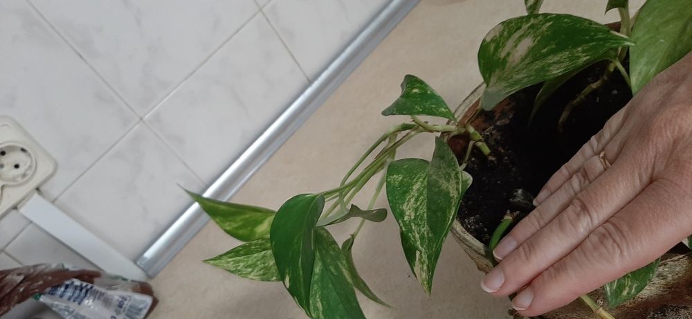 Сциндапсус золотистий