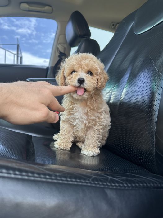 Меленька дівчинка мальтипу