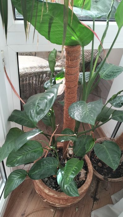 Продам домашние растения