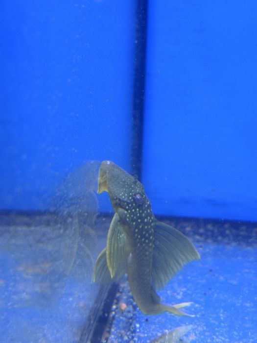 Hemiancistruss Subviritis l-200