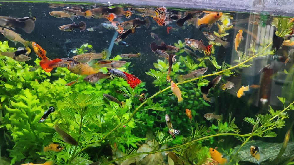 Sprzedam nadmiar małych rybek z własnego akwarium