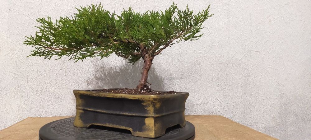 Бонсай у японському горщику