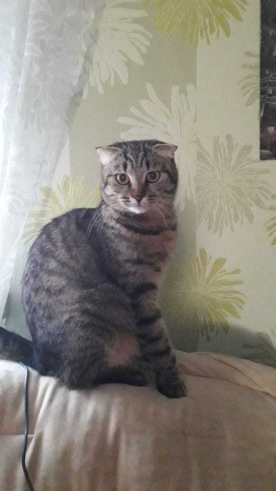 кошинята британьські та шотланські