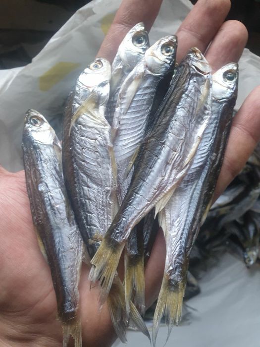 Тарань щука Лящь сушена з ікрою. Плотва вобла Синець