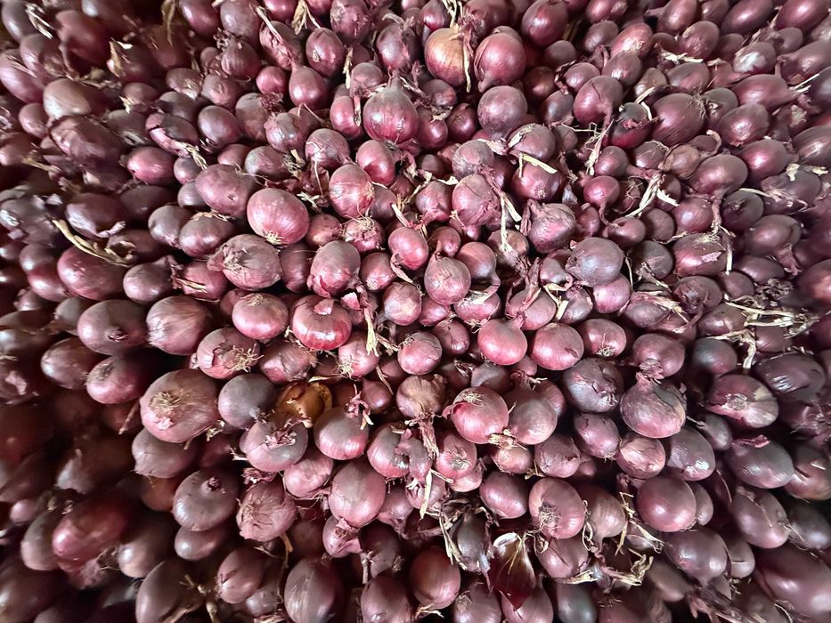 Sprzedam świeżą cebulę czerwoną w kalibrażu 5cm i więcej