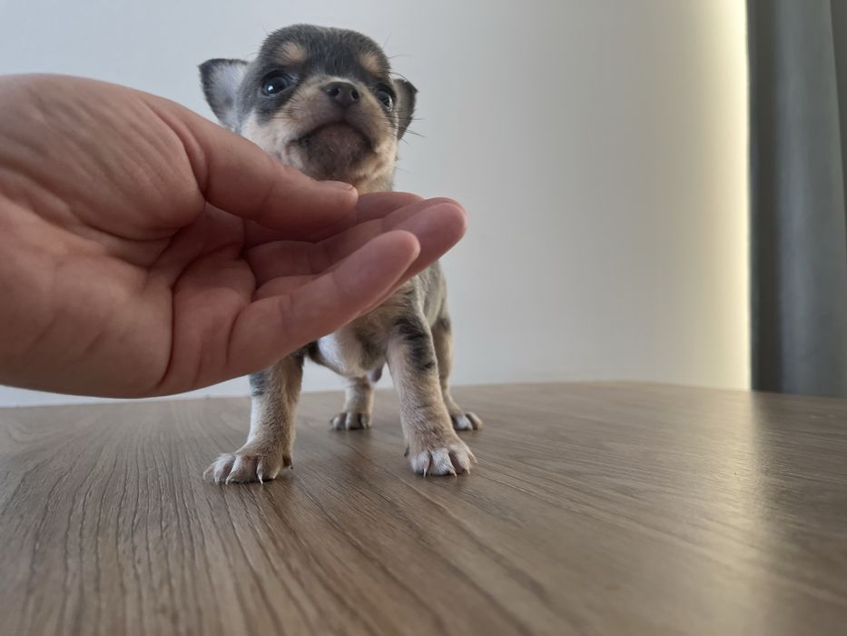 * Niebieski * Piesek Chihuahua Drobniutki