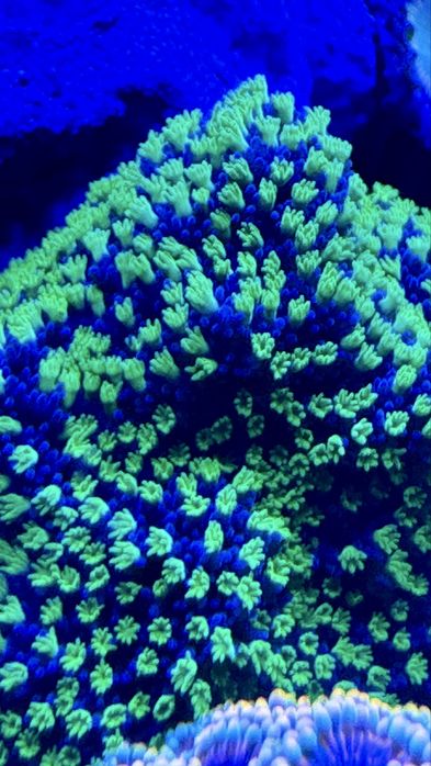 Montipora Star Wars koralowiec akwarium morskie