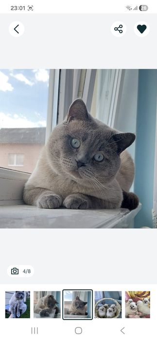 Шотландські Кошенята Scottish straight та Scottish fold