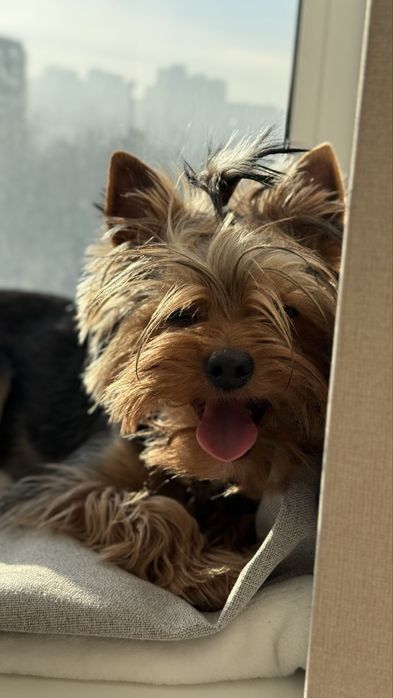 Йоркширський тер’єр міні (2,5 кг) — перша в’язка. Київ