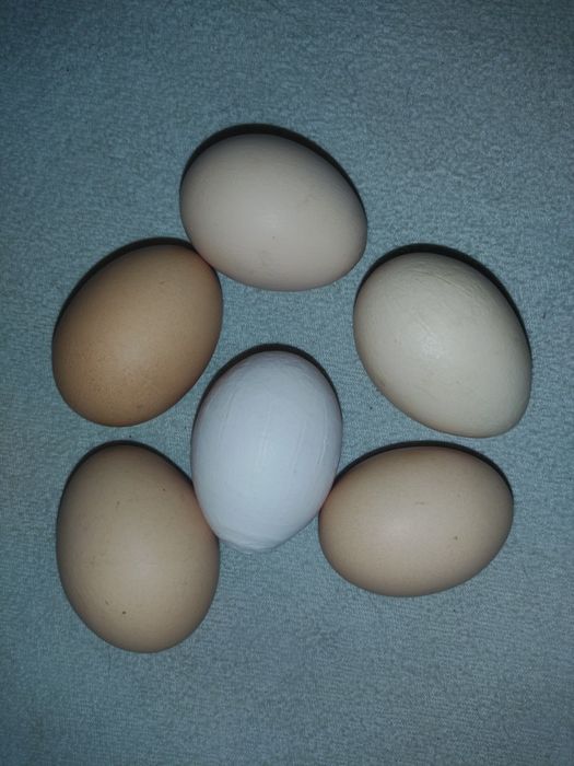 Jajka spożywcze i lęgowe