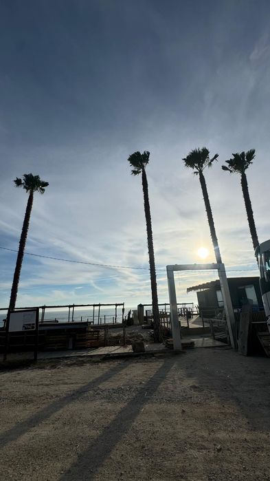 Palmeiras Washingtonia robusta