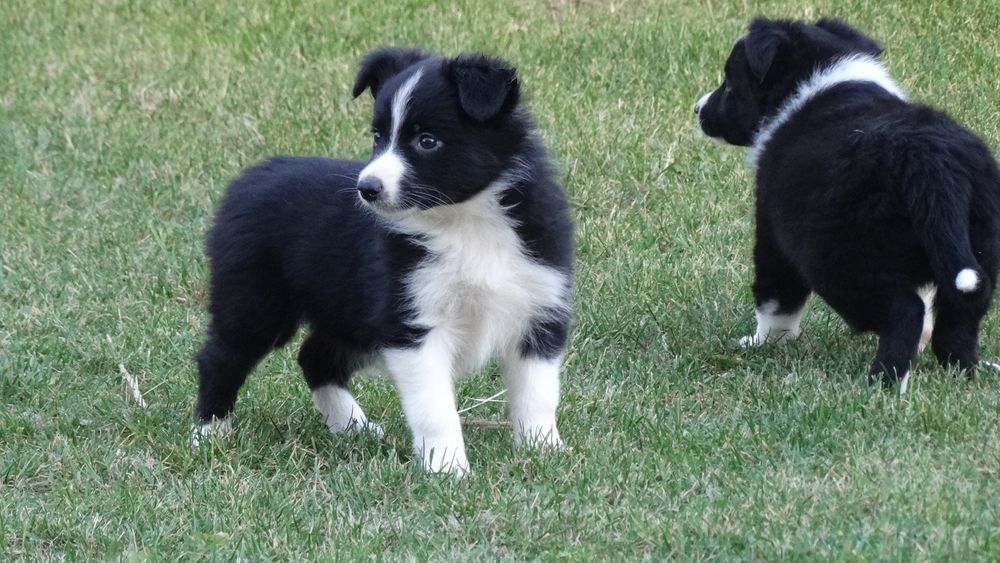 Border collie śliczna suczka